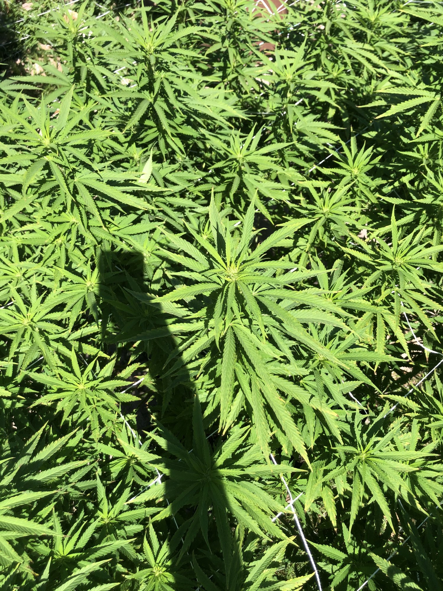 Outdoor grow 2nd week flower problems please help 13