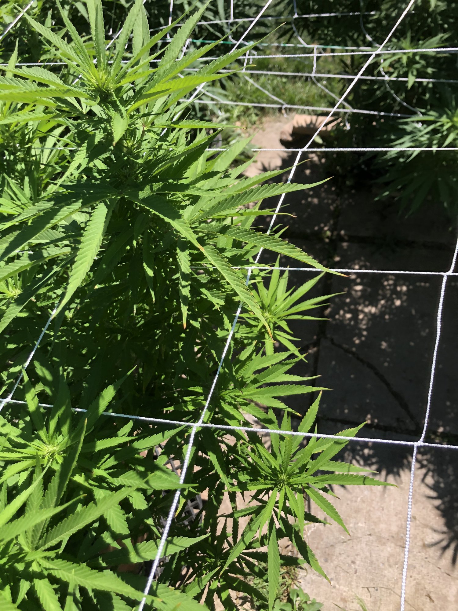 Outdoor grow 2nd week flower problems please help 14