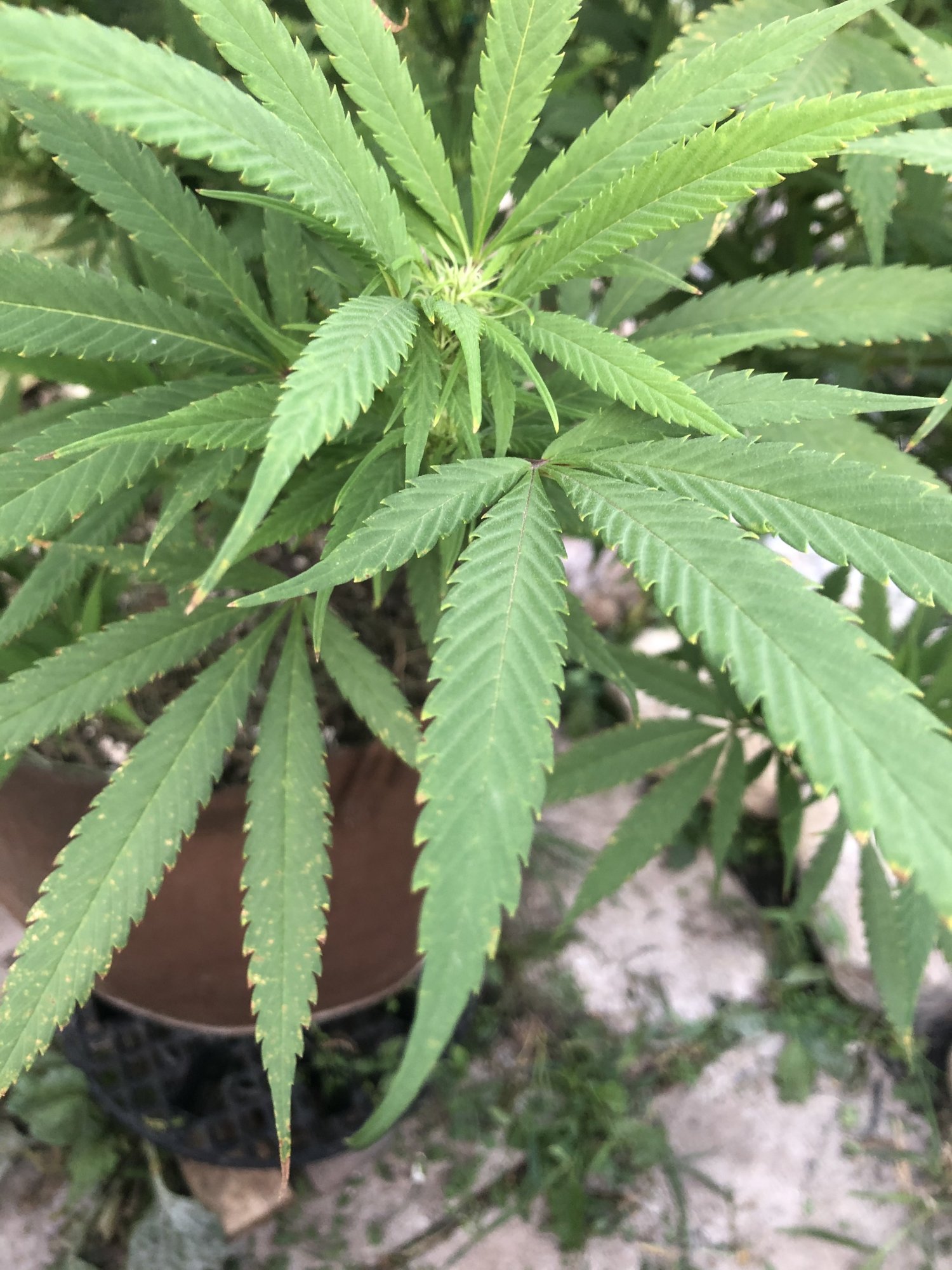 Outdoor grow 2nd week flower problems please help 15