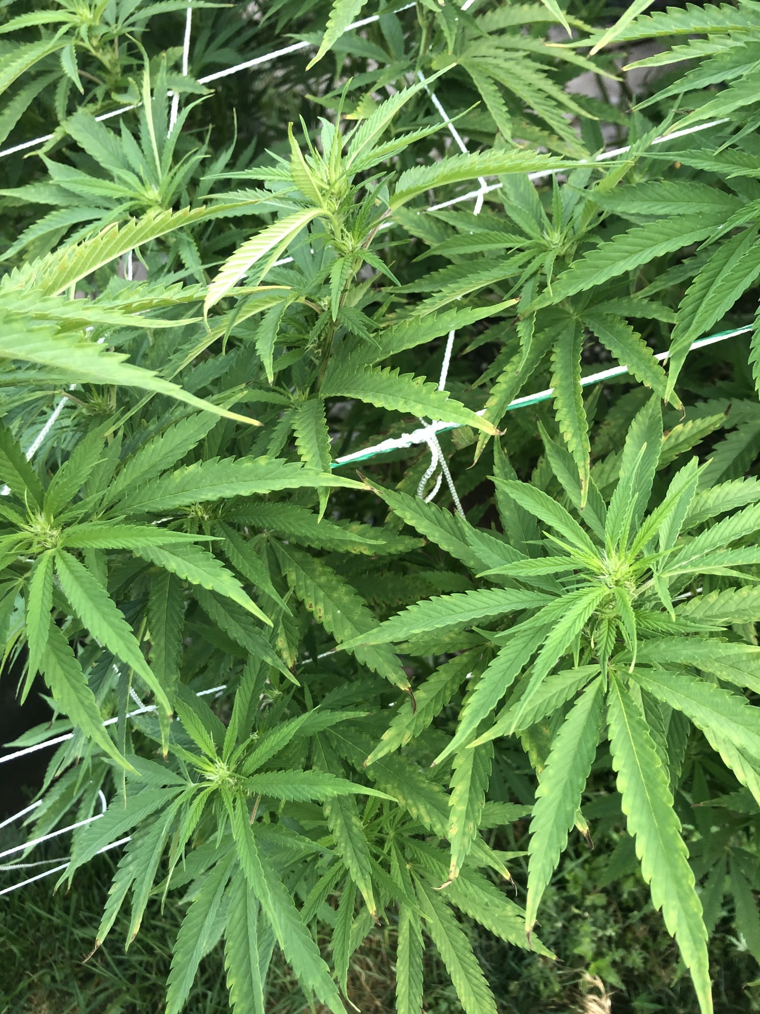 Outdoor grow 2nd week flower problems please help 16