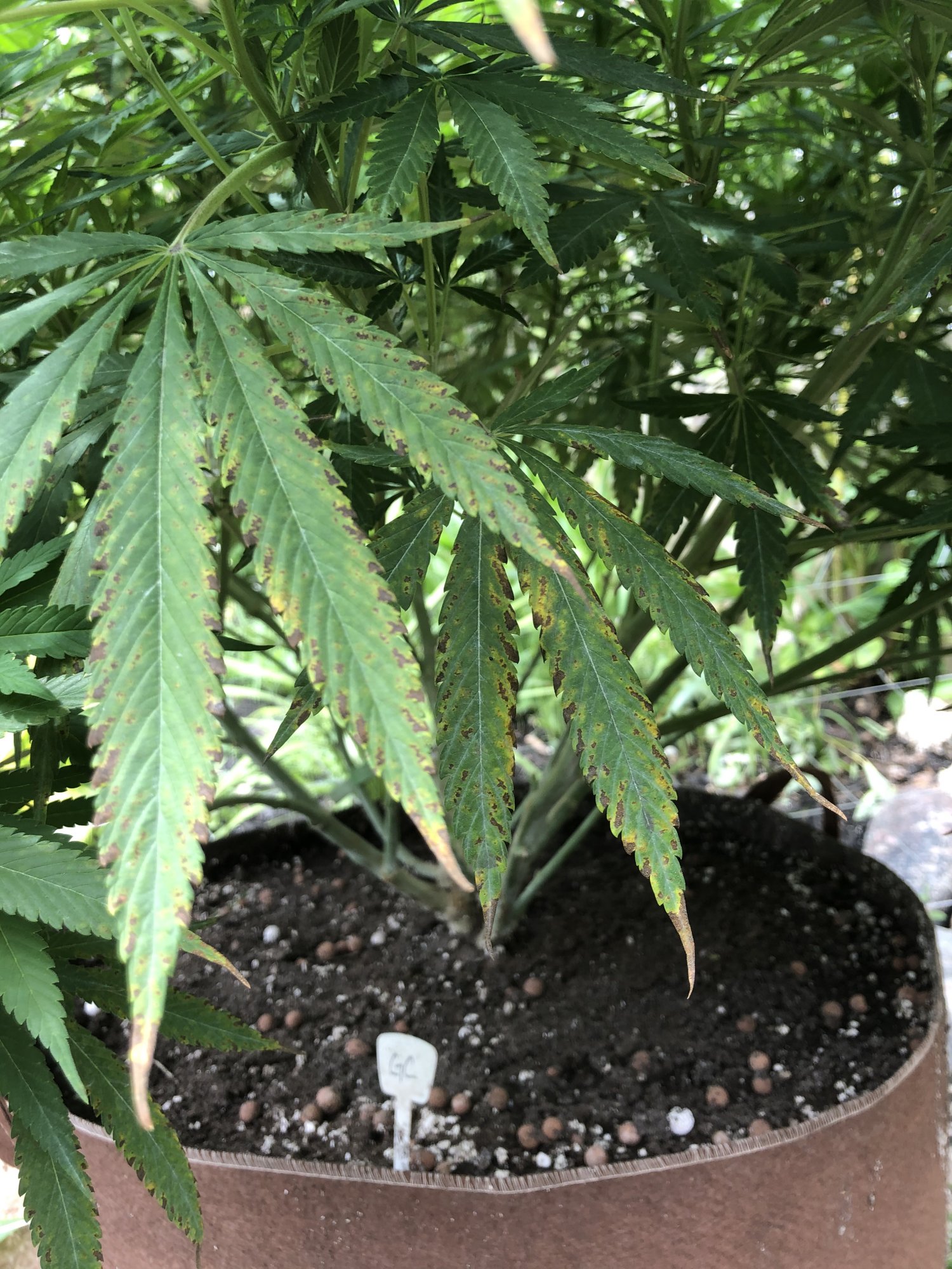 Outdoor grow 2nd week flower problems please help 3