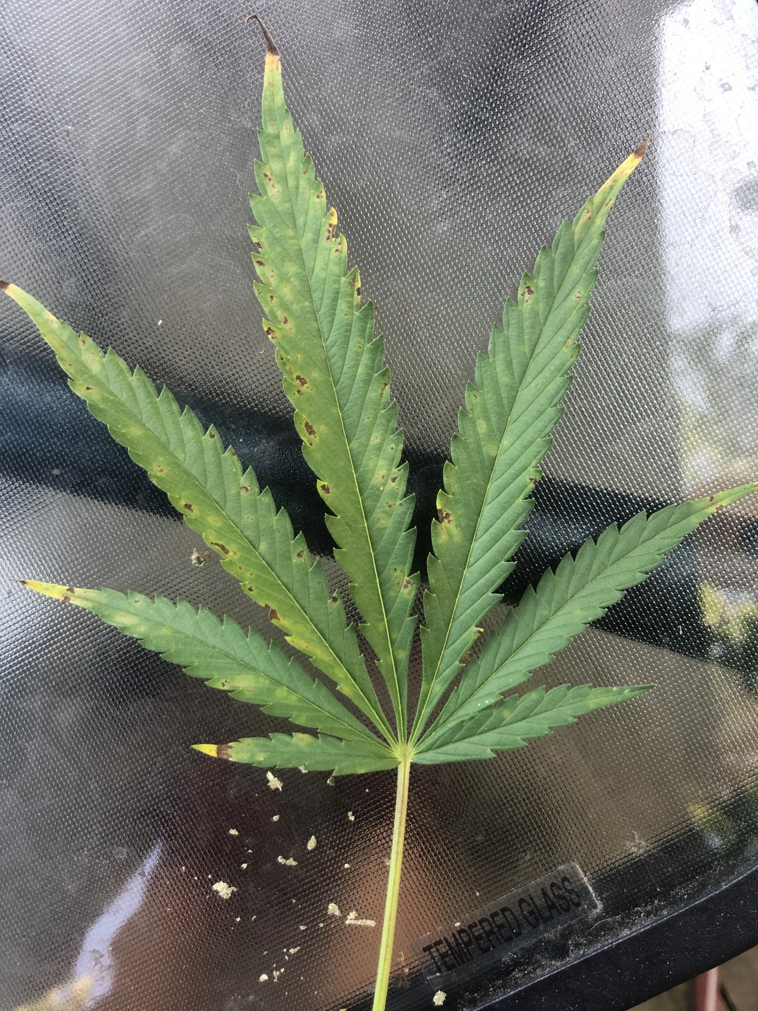 Outdoor grow 2nd week flower problems please help 4
