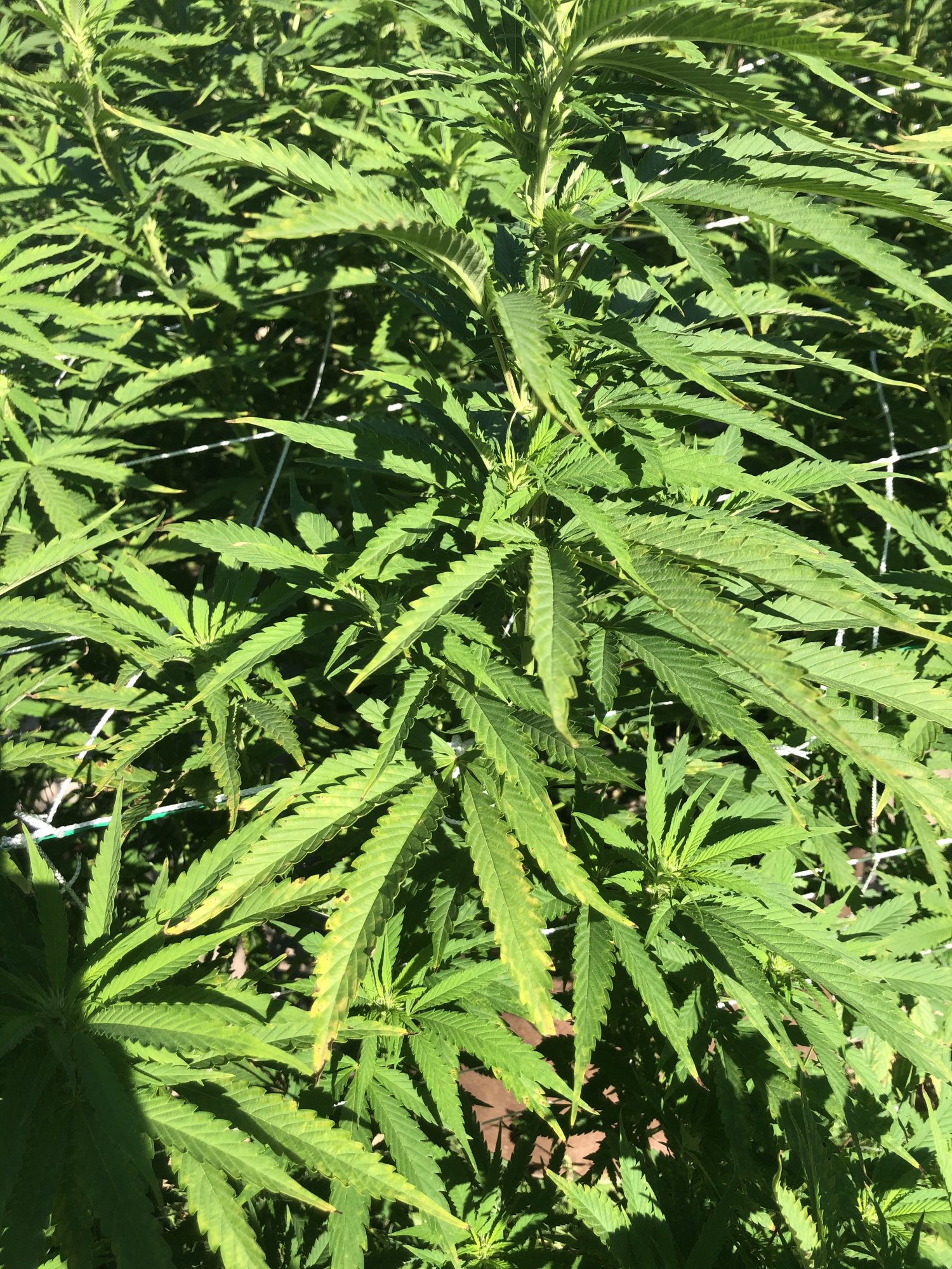 Outdoor grow 2nd week flower problems please help 6
