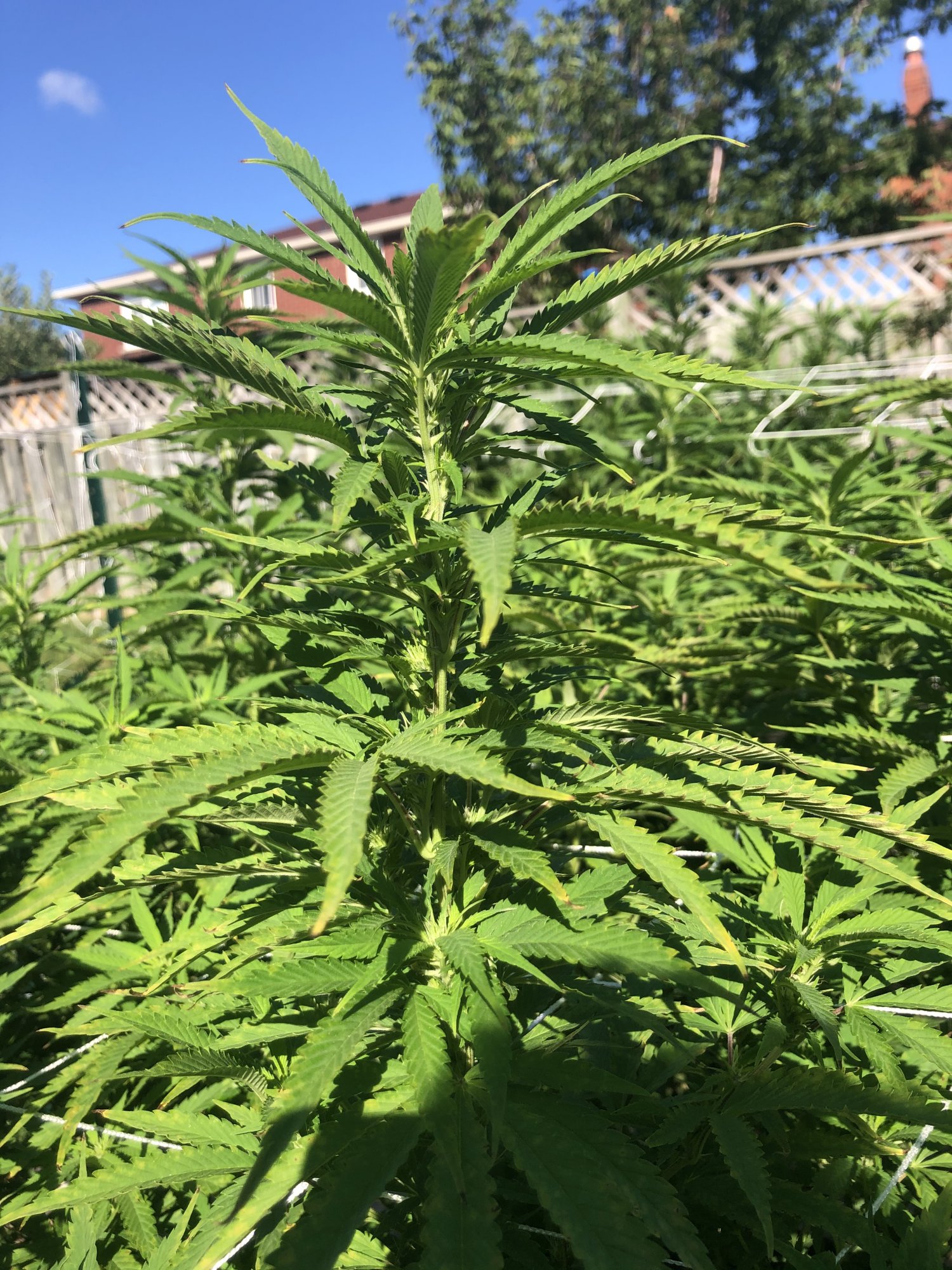 Outdoor grow 2nd week flower problems please help 7