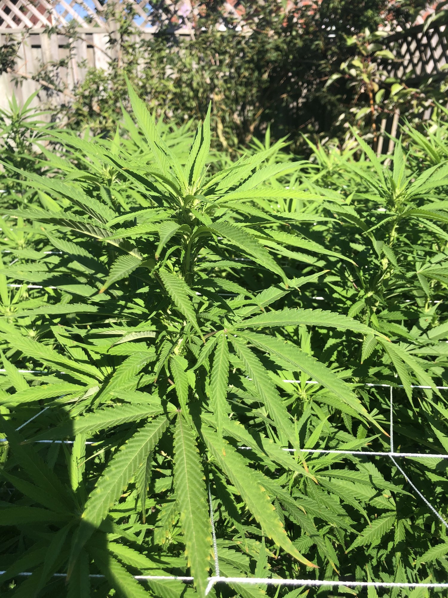 Outdoor grow 2nd week flower problems please help 8