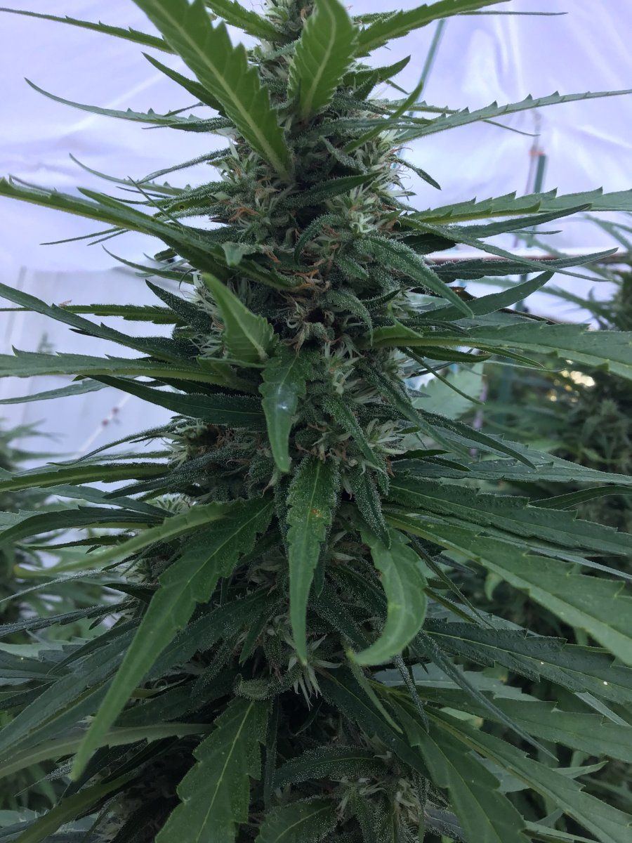 Outdoor grow big amnesia haze kolas big storm coming opinion 2