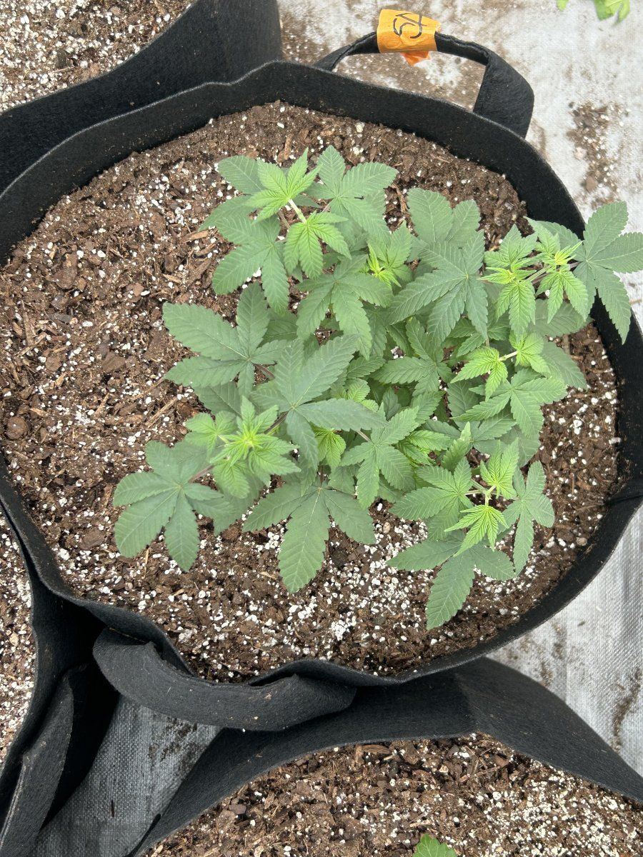 Outdoor grow northern new mexico 11