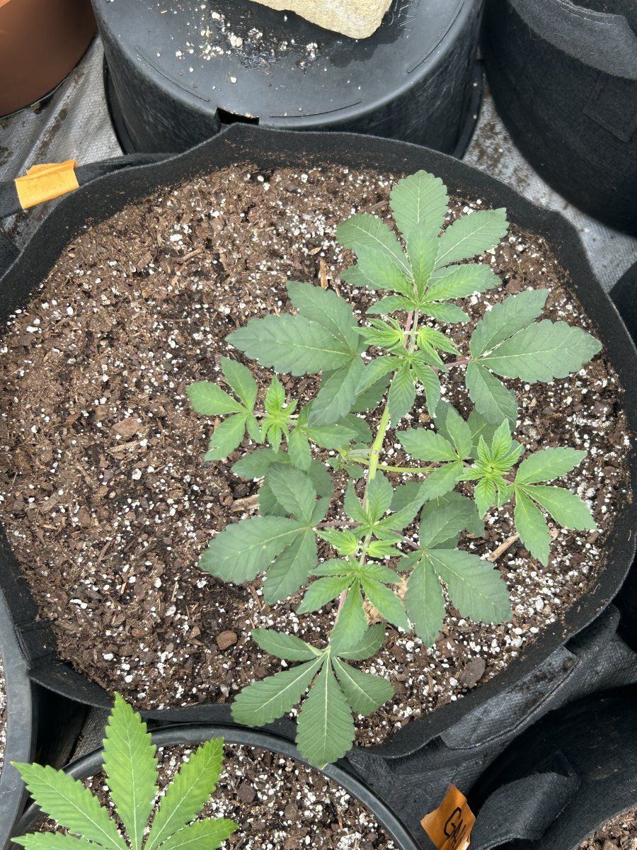 Outdoor grow northern new mexico 12