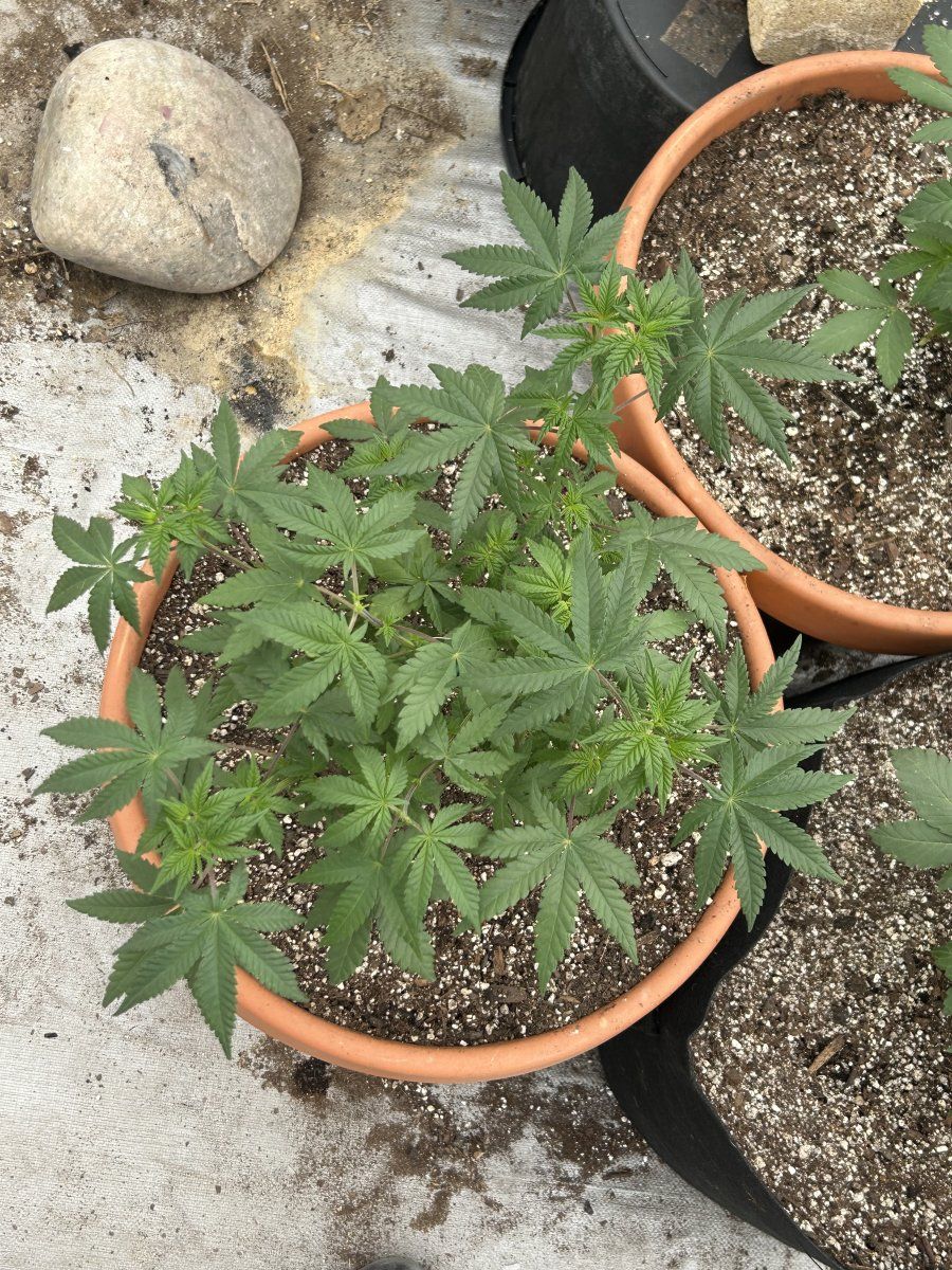 Outdoor grow northern new mexico 2