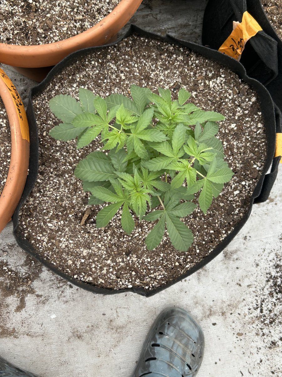 Outdoor grow northern new mexico 3