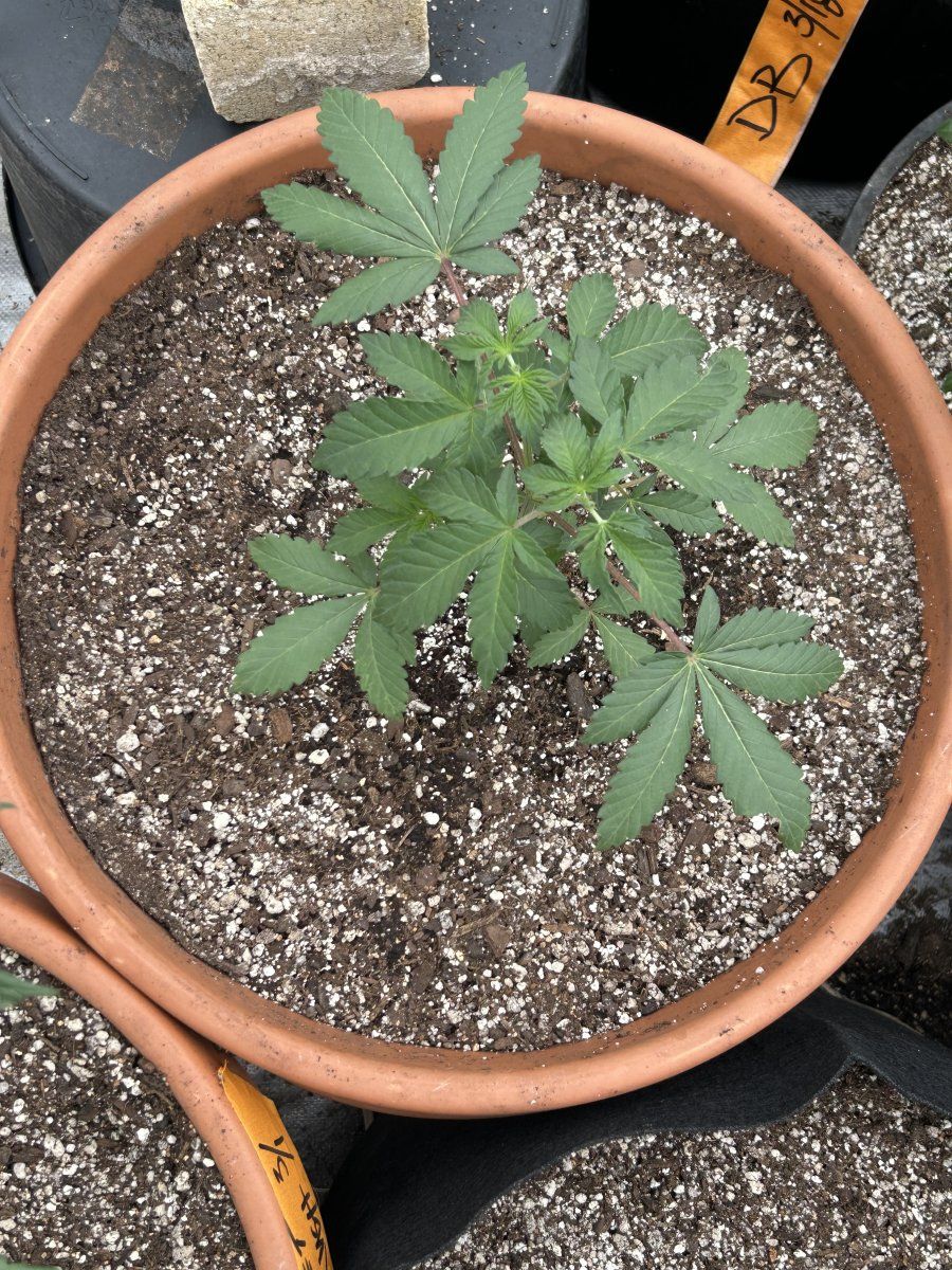 Outdoor grow northern new mexico 4