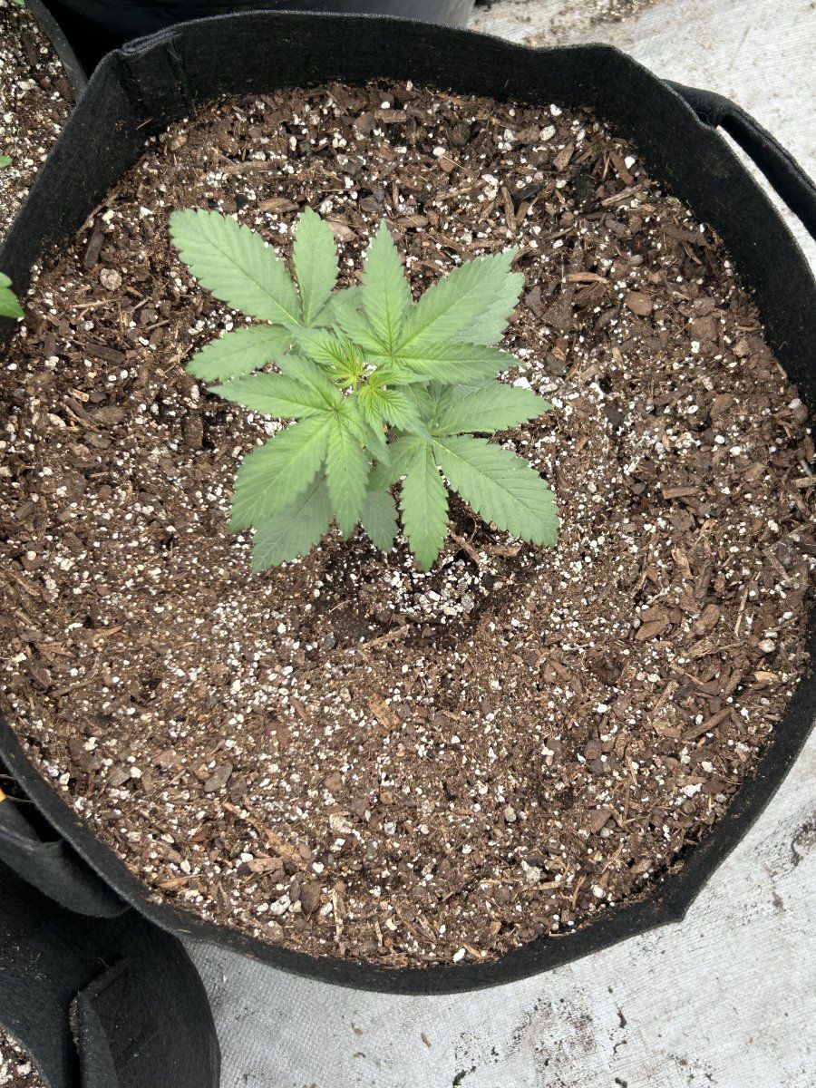 Outdoor grow northern new mexico 5
