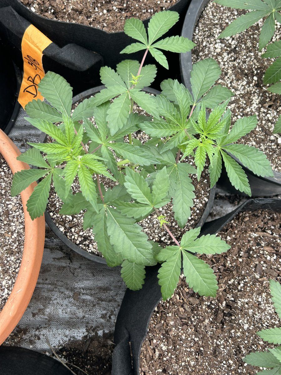 Outdoor grow northern new mexico 6
