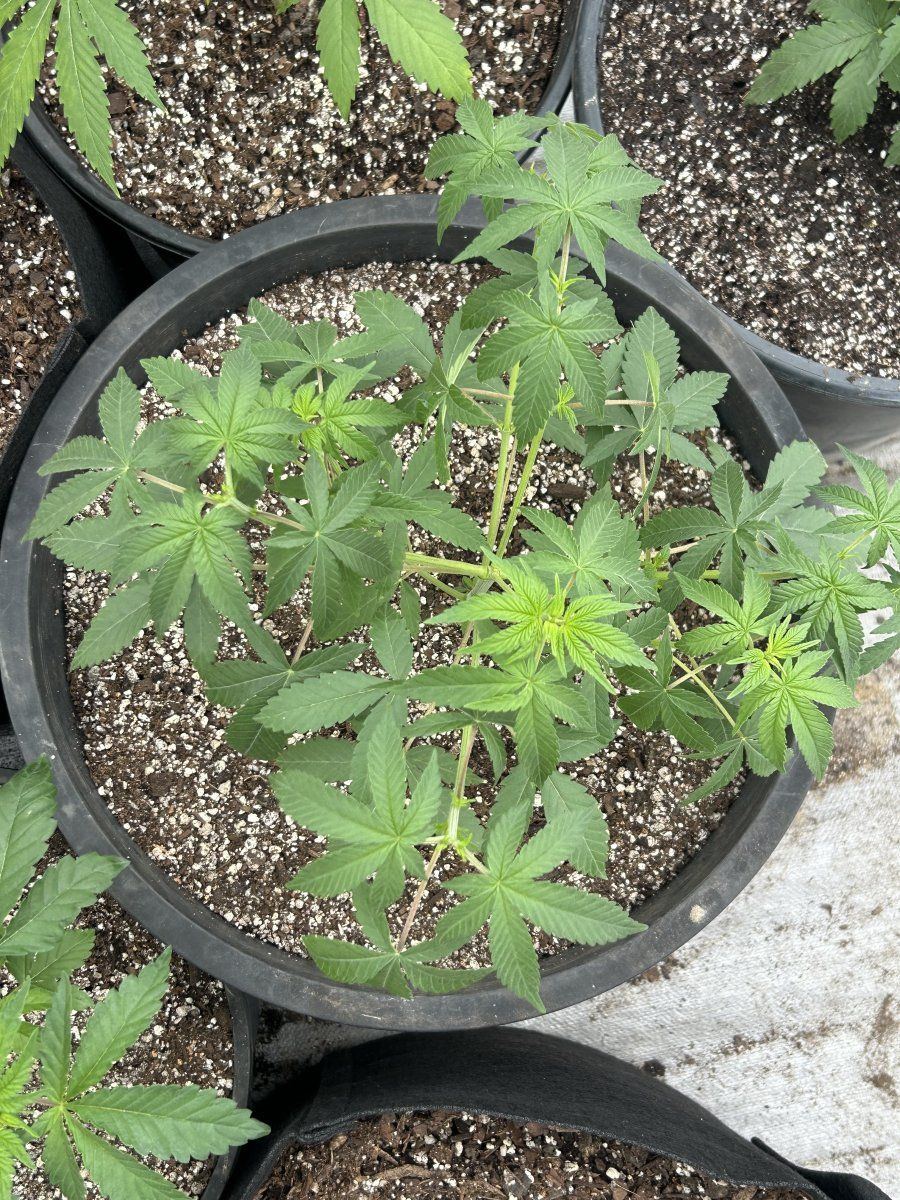 Outdoor grow northern new mexico 7