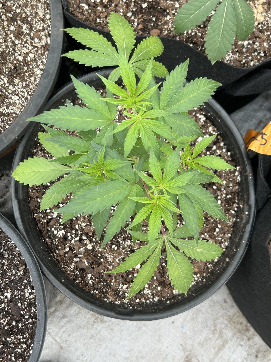 Outdoor grow northern new mexico 8