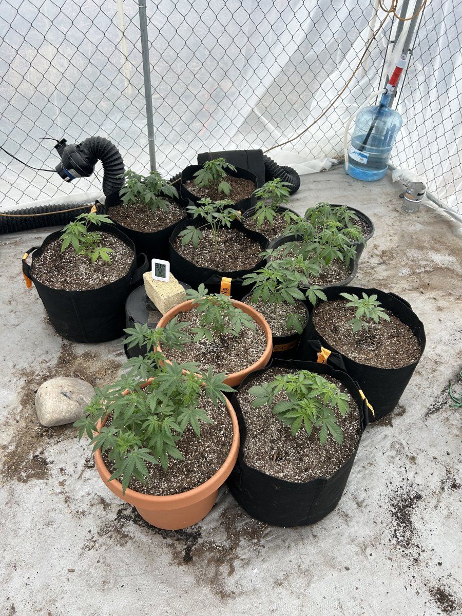 Outdoor grow northern new mexico