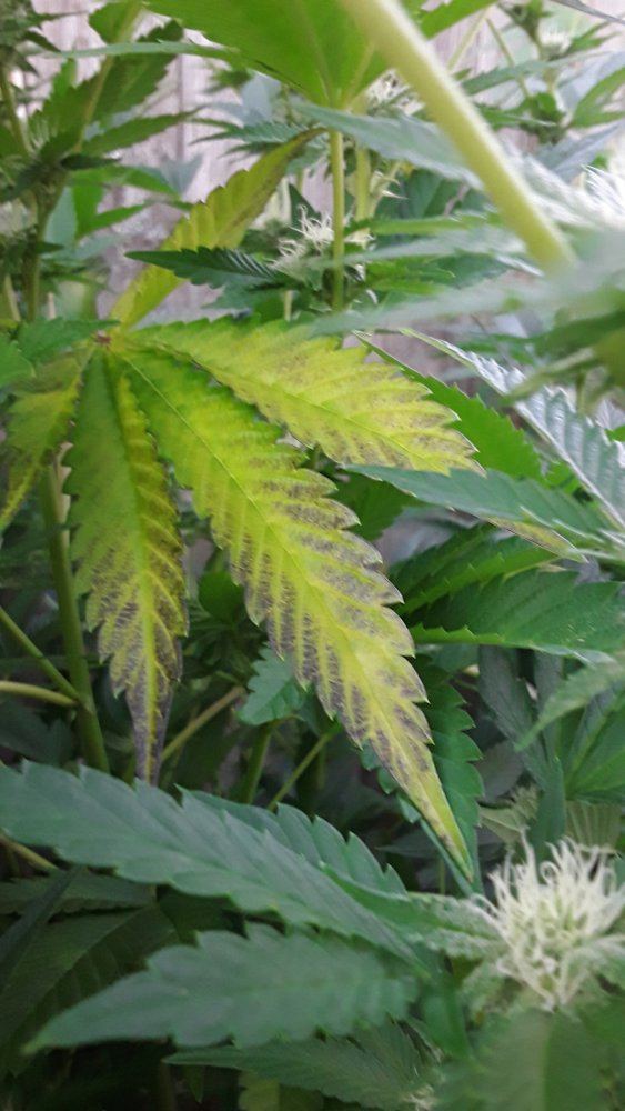 Outdoor growing 3
