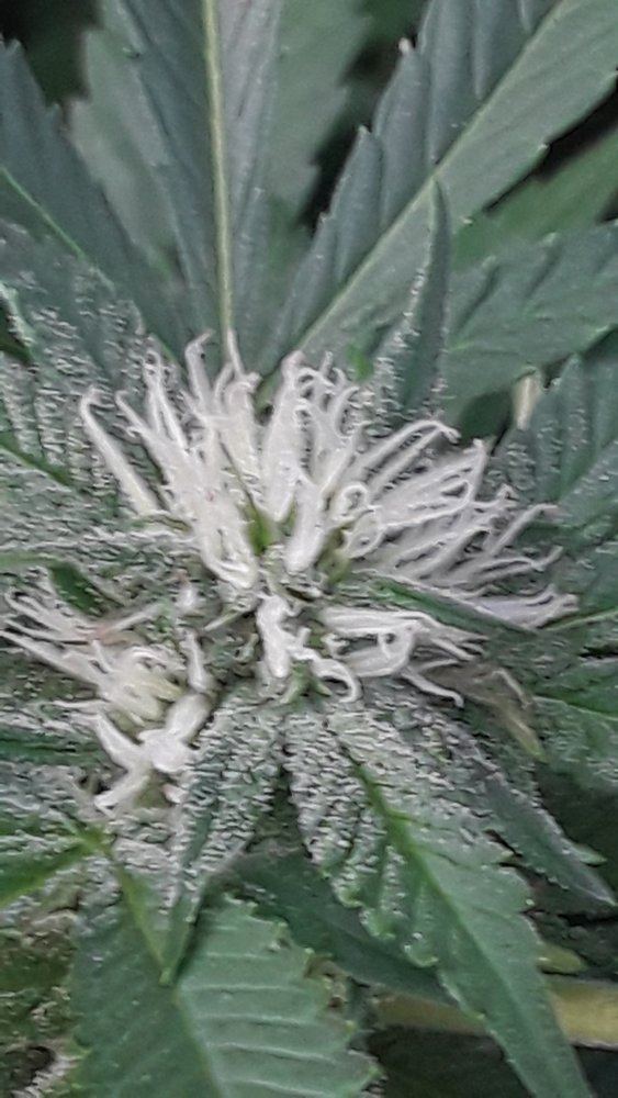 Outdoor growing 4