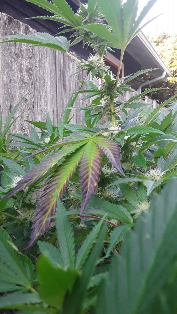 Outdoor growing 5