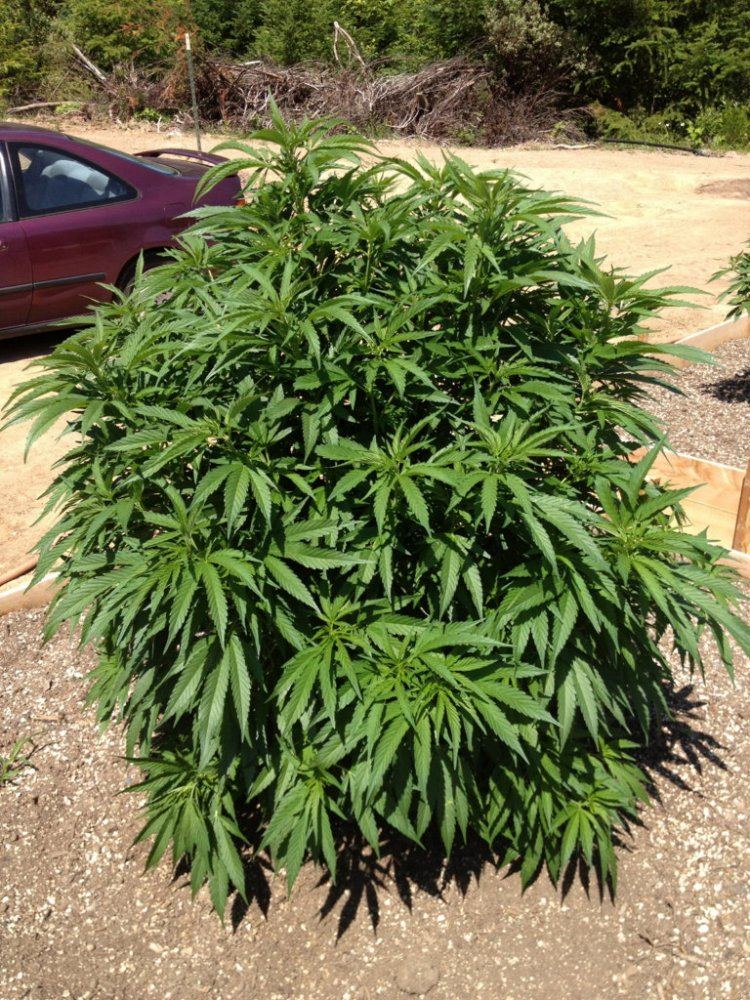 Outdoor medical 7