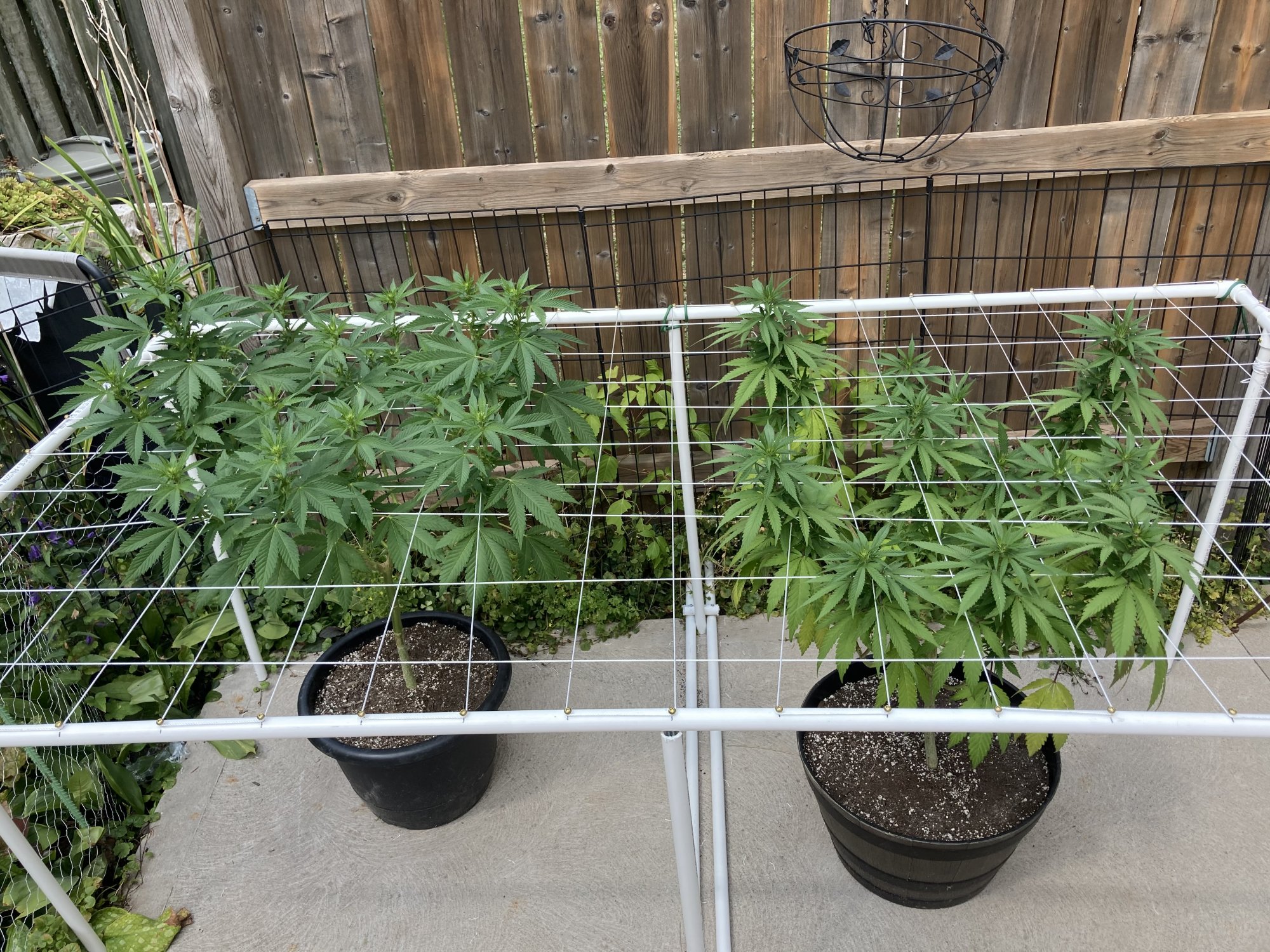 Outdoor ontario grow manifolding   seed vs clone 6
