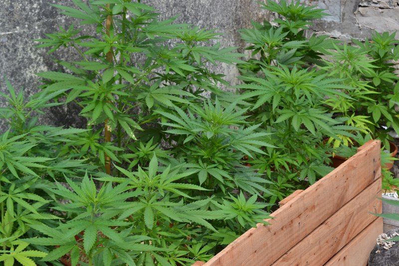 Outdoor organic in containers   southamerican grower 13
