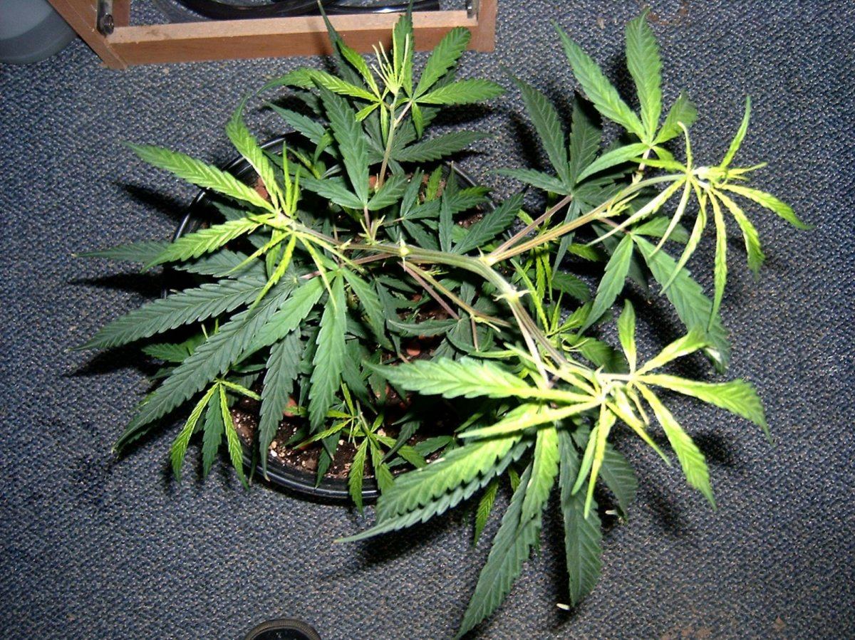 Outdoor plant 019