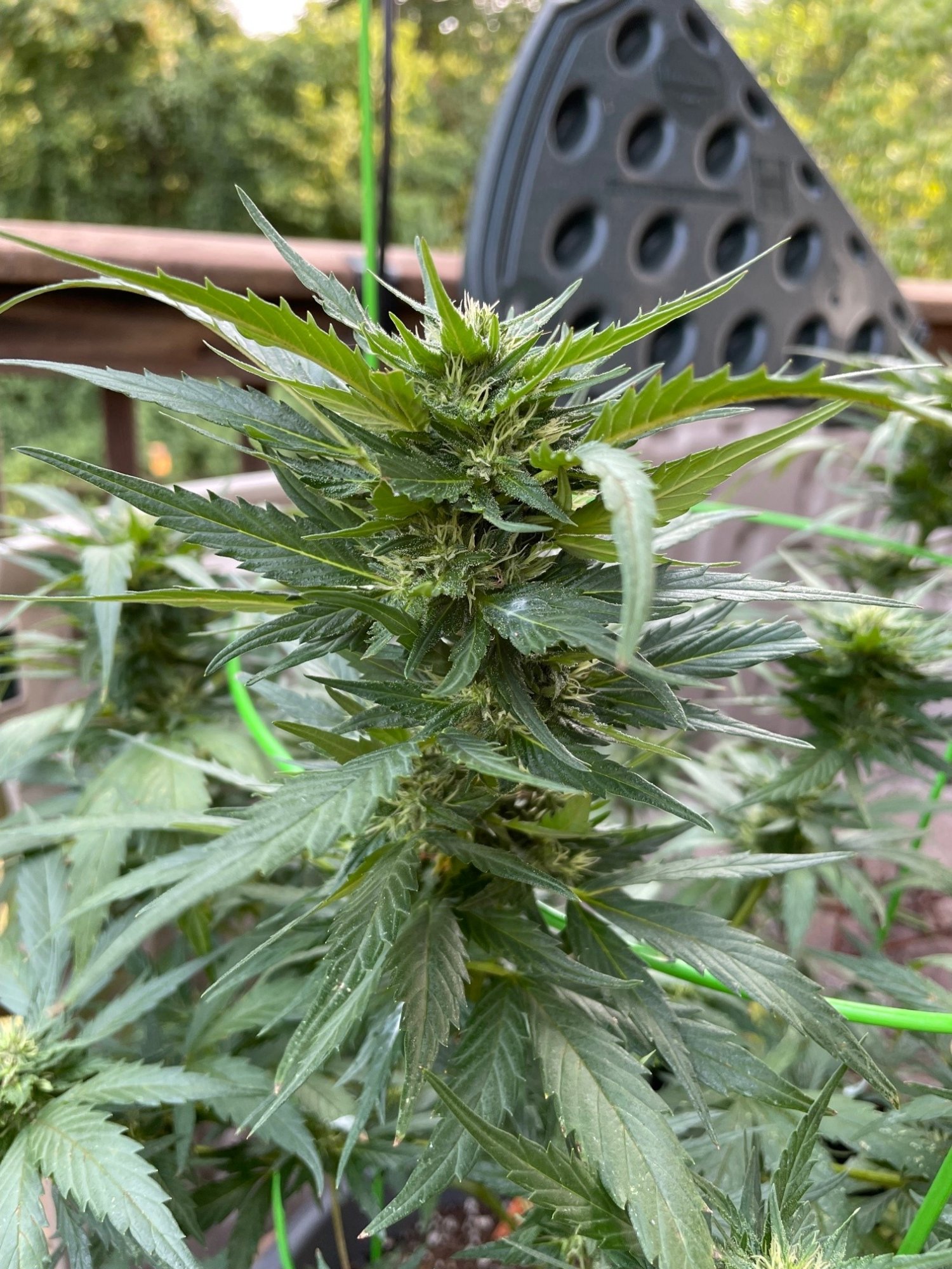 Outdoor plant   can i get it to harvest 5