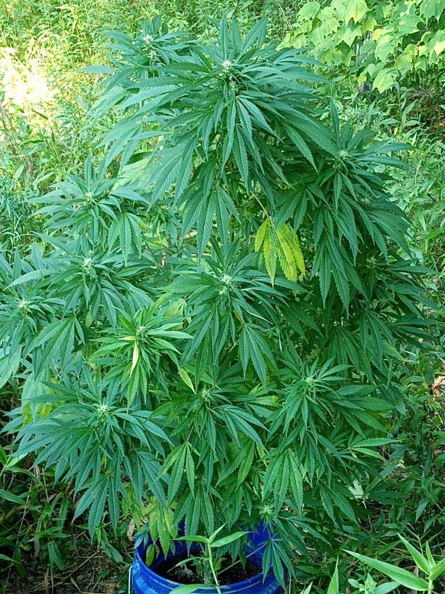 Outdoor plant help urgent i think she dying on me