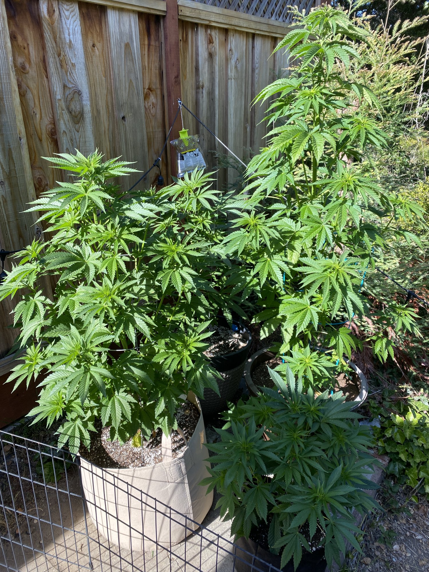 Outdoor plant training for height