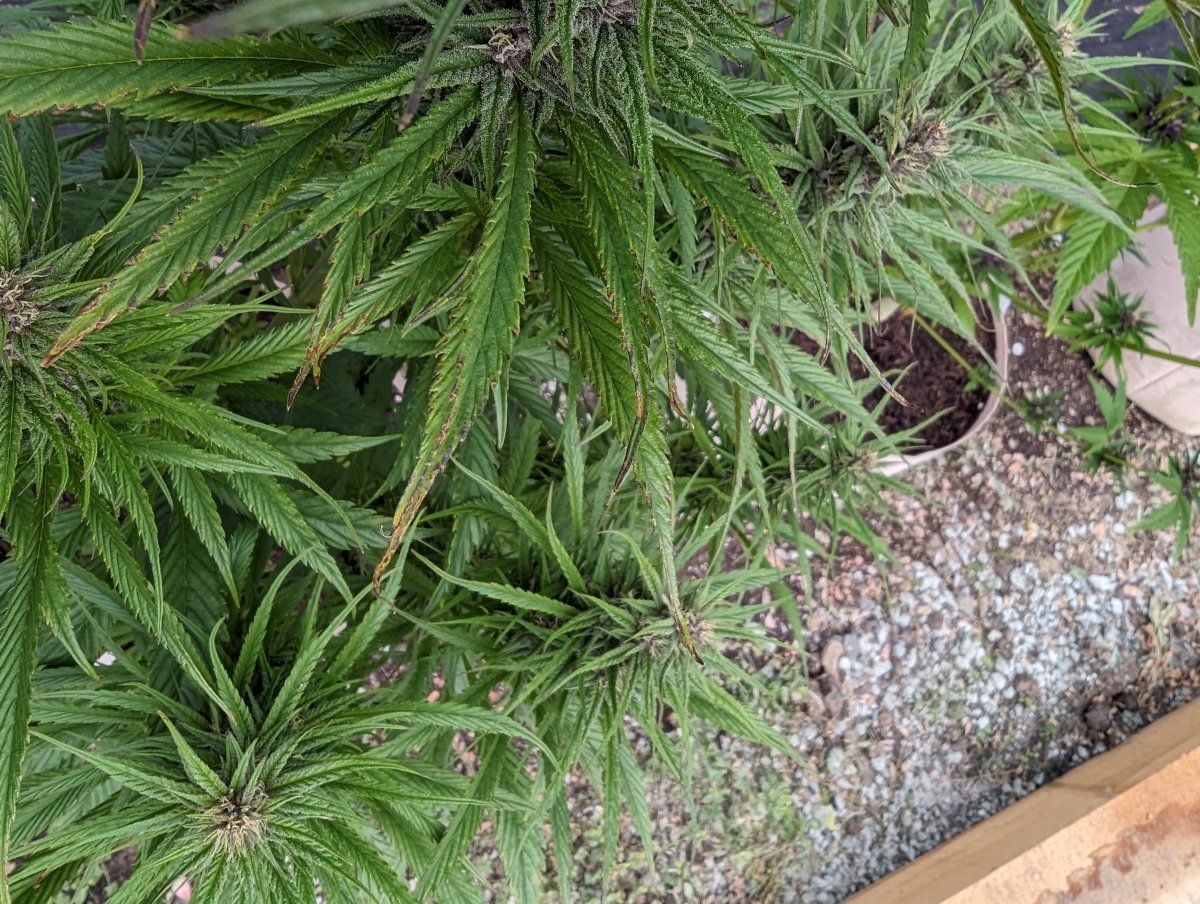 Outdoor plants are yellowing is this anything to be concerned about 10