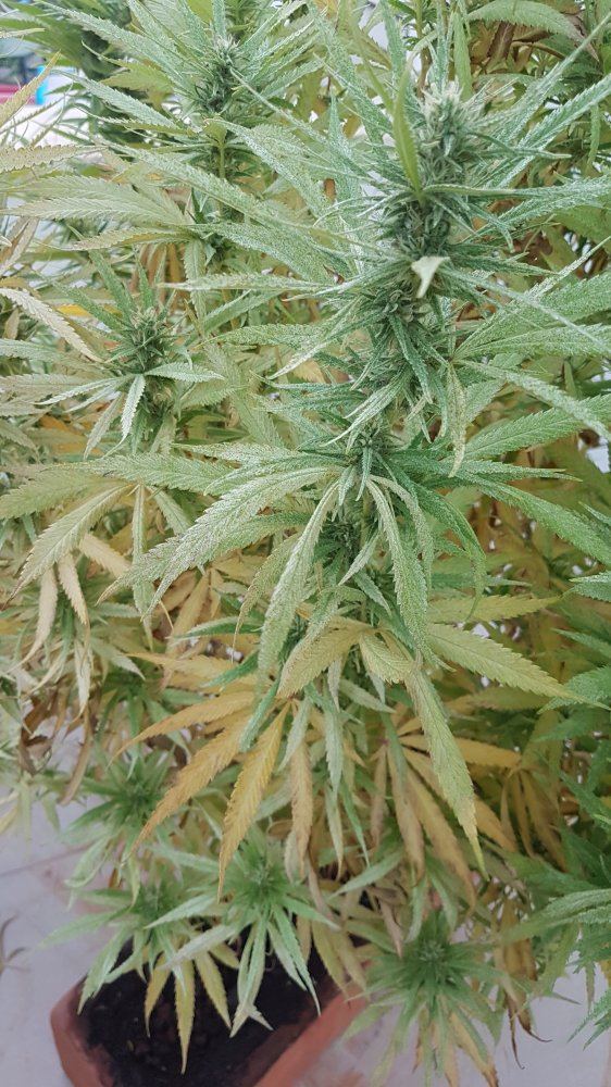 Outdoor plants in pots drying and yellowing 3