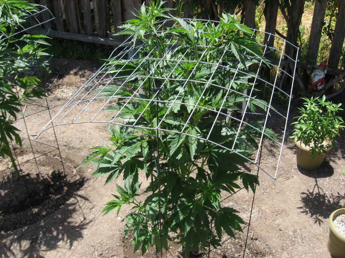 Outdoor scrog 2
