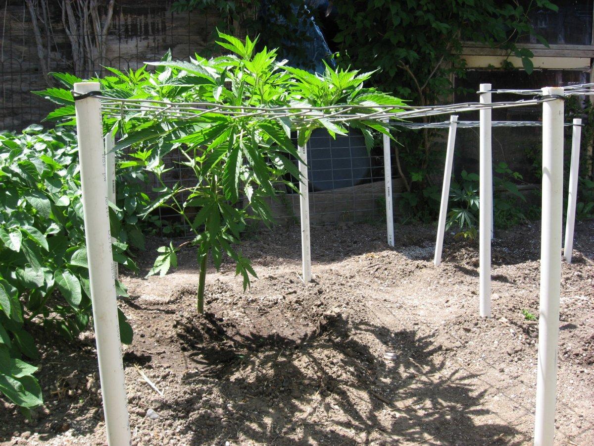 Outdoor scrog 3