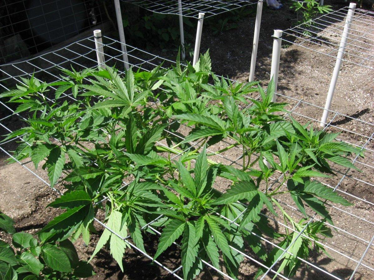 Outdoor scrog 4