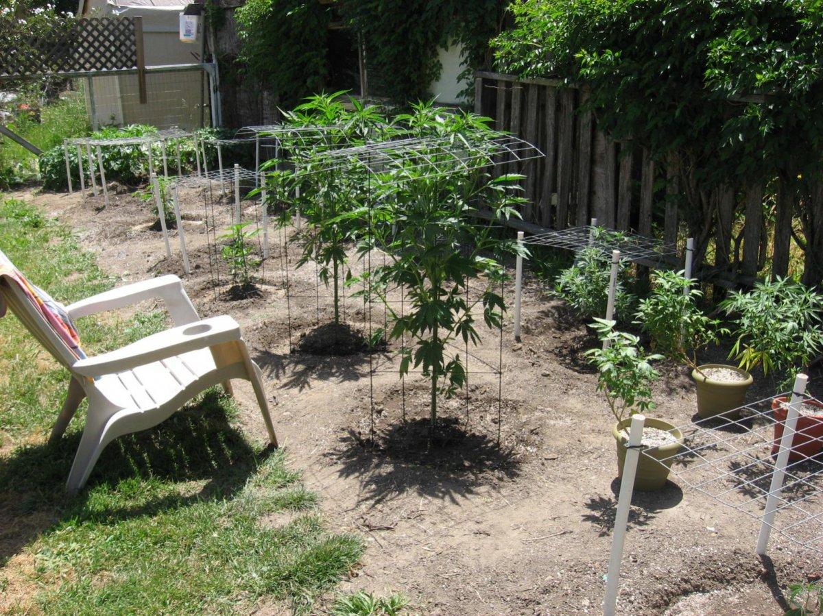 Outdoor scrog
