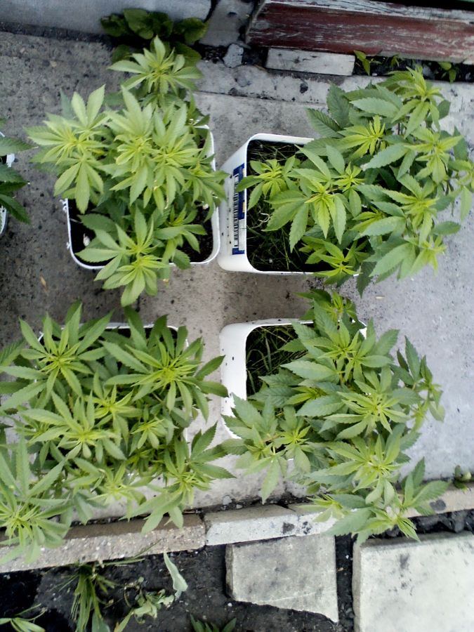 Outdoor seeds