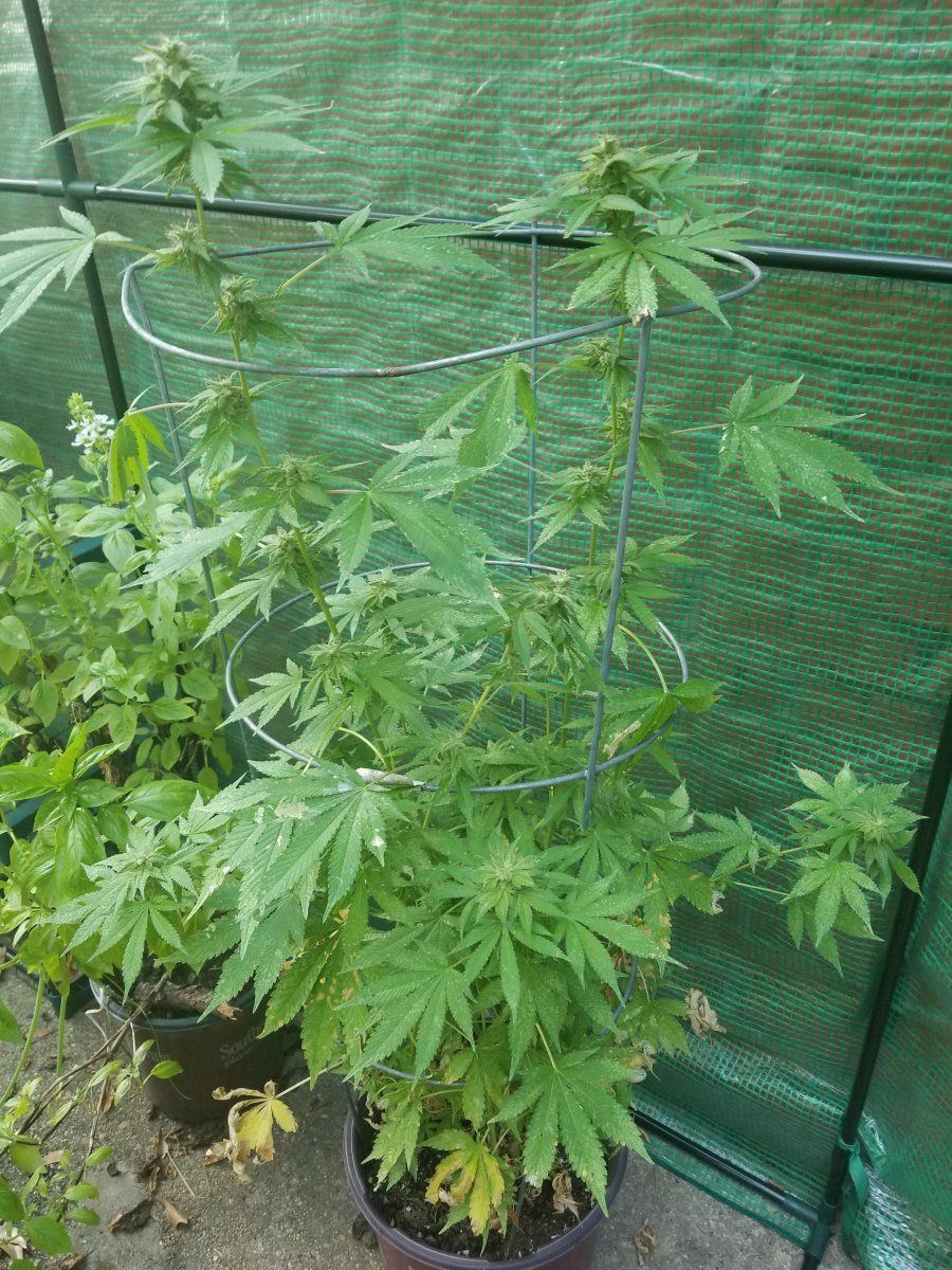 Outdoor Sinsemilla