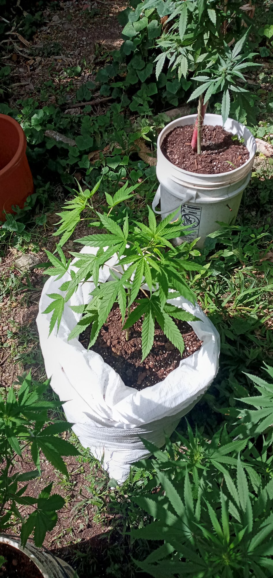 Outdoor skywalker how does she look