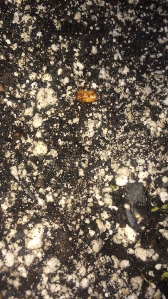 Outdoor socal grow bug help 2