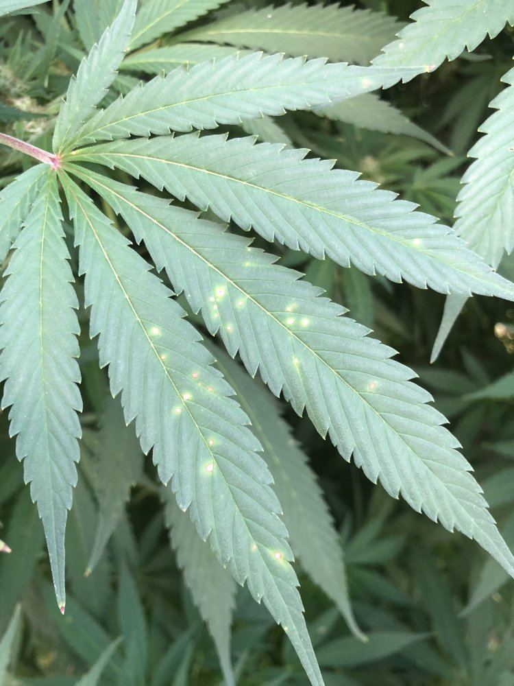 Outdoor Spots And Some Milky White Stuff On Leaves - THCFarmer
