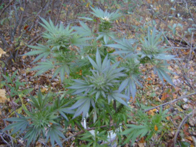 Outdoor strains kyle kushmans strawberry cough 4