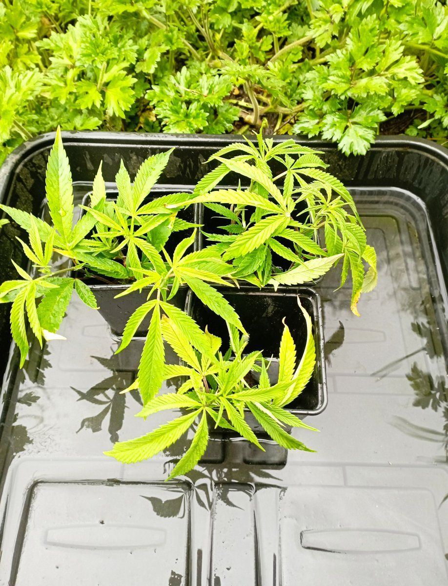 Outdoorclones