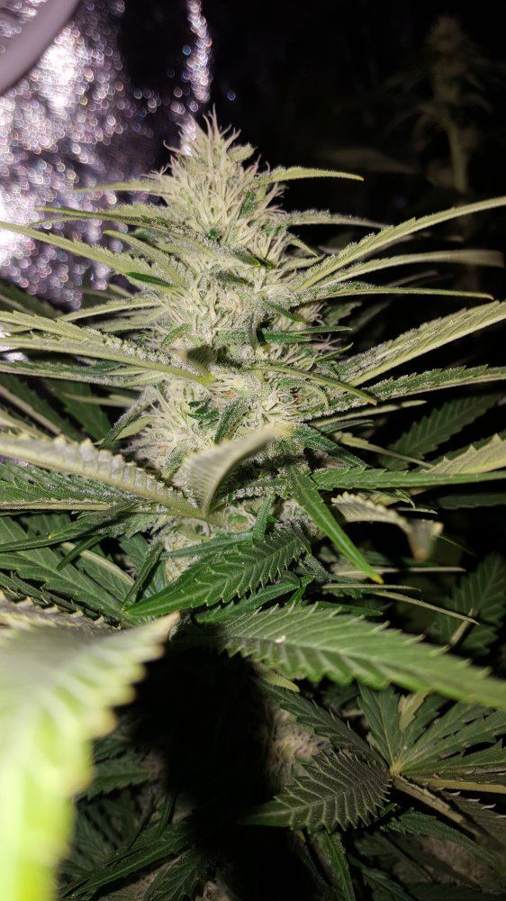 Outlawbluedreamxc9931116