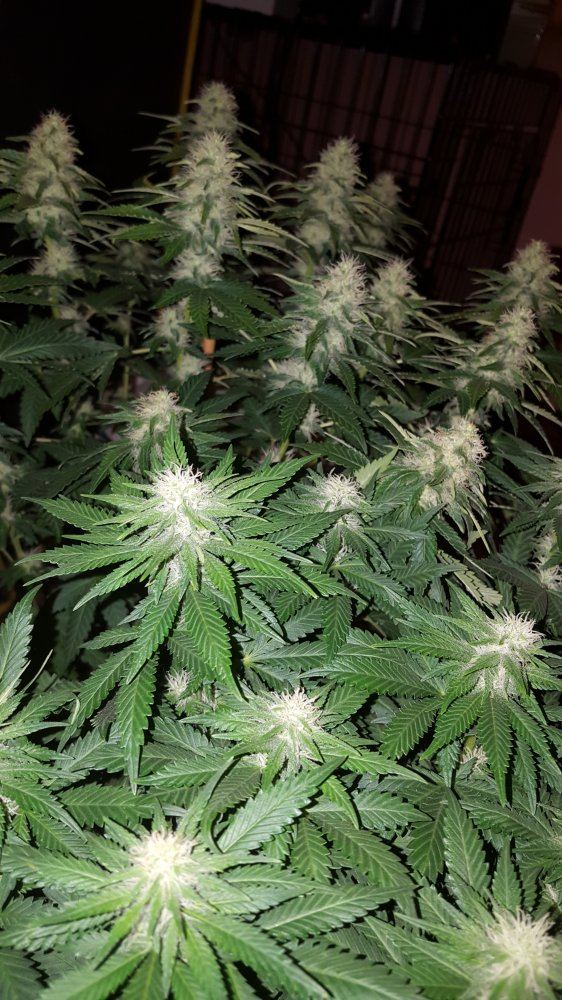 Outlawblueog1016