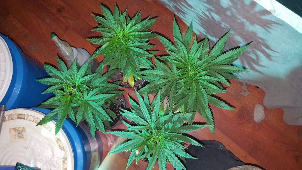 Outlawlemongarlicog1116