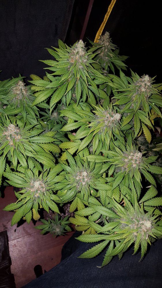 Outlawnblueog1116