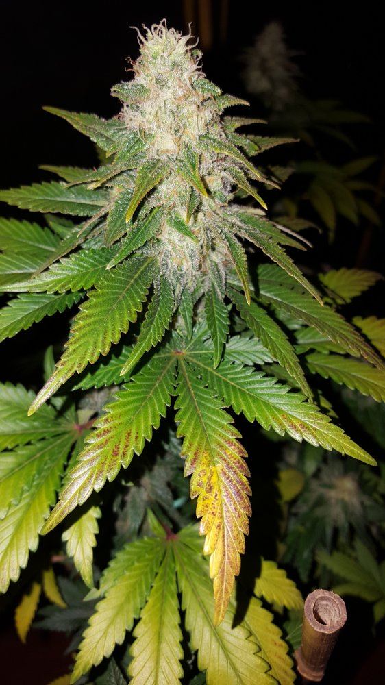Outlawpakistanvalley1116