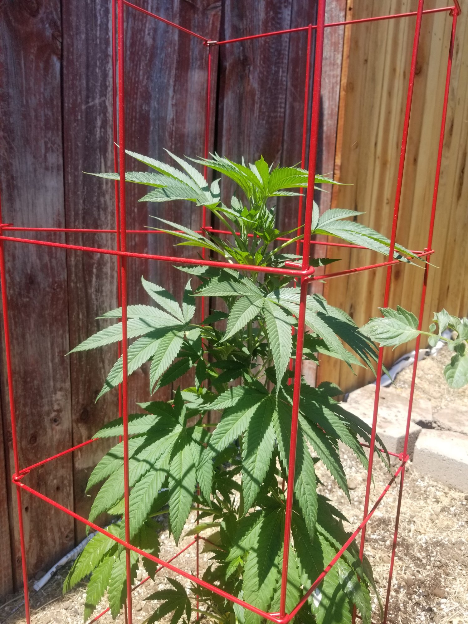 Outside in ground growing vs pots