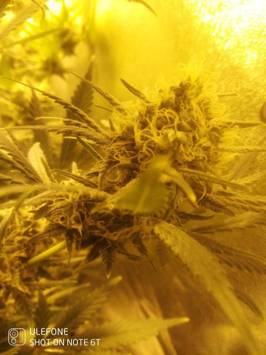 Ov just started a 4 7day flush have i dont it at a right time 11